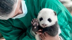  Gấu trúc sơ sinh tại sở thú Berlin. Ảnh South China Morning Post