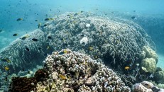 San hô bị tẩy trắng quanh đảo Lizard trên Rạn san hô Great Barrier, Australia. Ảnh: AFP/TTXVN