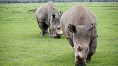 Hai con tê giác phương Bắc cuối cùng trong khu vực bảo tồn Ol Pejeta tại Vườn quốc gia Laikipia, Kenya. Ảnh: REUTERS/Baz Ratner