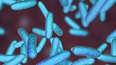 Một loại vi khuẩn. Ảnh: Shutterstock