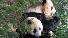 Gấu trúc Tian Tian và Mei Xiang tại Vườn thú quốc gia Smithsonian và Viện sinh học bảo tồn vào tháng 9/2022. Ảnh: vườn thú Smithsonia