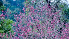 Những cành hoa anh đào khoe sắc ở Pá Khoang, thành phố Điện Biên Phủ. Ảnh: Xuân Tư/TTXVN