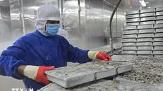 Chế biến mặt hàng tôm đông lạnh phục vụ xuất khẩu. Ảnh: Kim Há/TTXVN