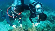 Việt Nam là một trong những điểm đến lặn biển được khách quốc tế thích nhất