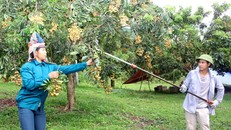 Nông dân huyện Sông Mã (Sơn La) thu hoạch nhãn.