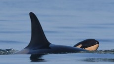 Cá voi sát thủ. Ảnh: WhaleResearch