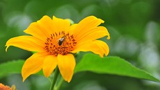 Hoa dã quỳ Đà Lạt đã trở thành một ấn tượng khó phai đối với các du khách (Ảnh: Ngô Anh Tuấn)