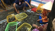 Cơ sở bị phát hiện đang tổ chức đưa tạp chất vào tôm nguyên liệu.