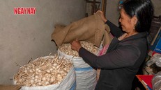 Người dân Lý Sơn "trữ" tỏi. Ảnh: Lê Xuân Thọ