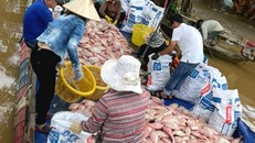 Gần 1.000 tấn cá bè chết trắng.
