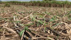 Người trồng mía tại Gia Lai “khóc không thành tiếng” vì giá mía rẻ mạt và những mập mờ của Nhà máy đường An Khê.