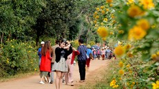 Du khách tham quan Gia Lai dịp hoa dã quỳ nở. Ảnh: Huy Đằng