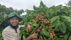 Cà phê đang là mặt hàng xuất khẩu chủ lực của Gia Lai. Ảnh: Lê Xuân Thọ
