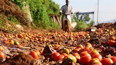 Giải bài toán “được mùa, mất giá” cho nông sản địa phương bằng ứng dụng công nghệ