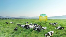 Mang Yang – Gia Lai hội đủ yếu tố để trở thành “thiên đường bò sữa” Việt Nam