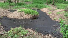 Bình Thuận: Trang trại heo Làng Việt Nam xả thải ra môi trường