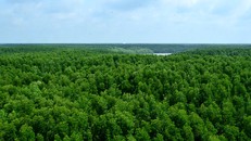 Rừng ngập mặn Cần Giờ.