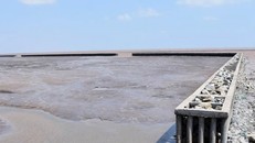 Chuyện gì đang xảy ra tại Bạc Liêu: Trồng rừng rừng chết, chuyển cơ quan điều tra hàng loạt hồ sơ