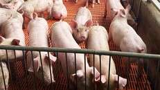 Đàn heo của bị can Nguyễn Tuấn Thành.