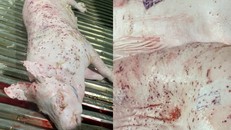 Vụ Công ty CP Việt Nam: Tự tiêu huỷ heo bệnh có đúng pháp luật? 