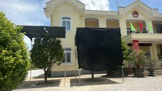 Huế: Đào gốc hoàng mai rồi tốn công tốn của dựng mái che, chăm sóc lại?