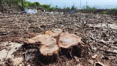 Nhiều gốc cây có đường kính lên đến 60cm