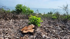 Hơn 2,5 ha rừng phòng hộ bị chính quyền xã ‘thanh lý’