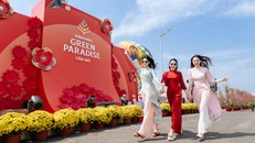 Vinhomes Green Paradise đưa cây mai cổ 150 tuổi về Lễ hội Xuân Cần Giờ