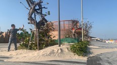 Gió chướng thổi cát bay từ biển vào Công viên Bãi Sau hình thành nhiều ụ cao 20-30cm.