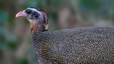 Trĩ sao do nhiếp ảnh gia Thuần Võ chụp tự nhiên trong rừng Gia Lai ngày 11/4/2026