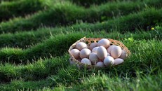 Pinky Egg chính thức lên kệ Bách Hóa Xanh 