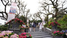 Du khách ngất ngây với “vạn sắc hoa xuân” bung nở trên đỉnh Bà Nà