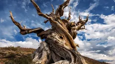 Điều thú vị về cây cổ thụ lâu năm nhất trên thế giới