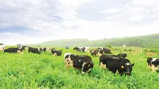 Để cho ra đời dòng sữa đạt tiêu chuẩn quốc tế, bò sữa tại trang trại TH chủ yếu là bò cao sản thuần chủng HF, được nhập khẩu từ các nước như New Zealand, Mỹ…