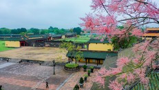 Đẹp nao lòng mùa ngô đồng đơm hoa ở Hoàng thành Huế