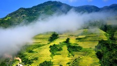 Ruộng bậc thang Sa Pa mùa nước đổ. Ảnh: Quốc Khánh/TTXVN.