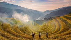 Vào mùa lúa chín hằng năm, khu ruộng bậc thang Mù Cang Chải, huyện Mù Cang Chải, tỉnh Yên Bái thu hút nhiều khách du lịch đổ về tham quan. Ảnh: Đỗ Tuấn Anh/TTXVN.
