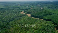 Diện tích rừng của người dân ở huyện Gio Linh, tỉnh Quảng Trị. Ảnh: Hồ Cầu/TTXVN.