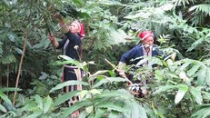 Phụ nữ Dao lên rừng lá hái thuốc. Ảnh: Lục Hương Thu/TTXVN.