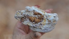 Các hiện vật thu được sau khai quật di chỉ khảo cổ hang Ngườm Sâu, xã Gia Lộc, huyện Chi Lăng, tỉnh Lạng Sơn. Ảnh: TTXVN.