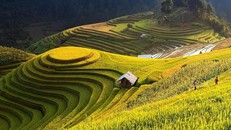 "Tiếng gọi mùa vàng" - Trải nghiệm ruộng bậc thang Hoàng Su Phì