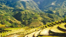 Sa Pa được du khách yêu mến gọi bằng cái tên “Mùa vàng” bởi màu nắng thu dịu ngọt, màu lúa chín phủ khắp những thửa ruộng bậc thang, để thưởng lãm vẻ đẹp tuyệt diệu của thiên nhiên. Ảnh: SCMP.