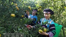 Người dân đồng bào dân tộc Bố Y, xã Lao Chải, thị trấn Mường Khương, tỉnh Lào Cai. Ảnh: Quốc Khánh/TTXVN.