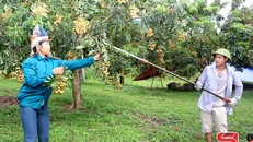 Nông dân Sông Mã thu hoạch nhãn.