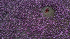 Trải nghiệm thú vị về mùa nước nổi ở vùng Đồng Tháp Mười