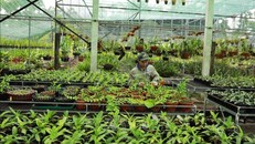 Ứng dụng khoa học công nghệ vào sản xuất nông nghiệp trở thành "tất yếu"