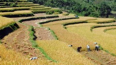 Cao Bằng: Tạo động lực cho nông dân đẩy mạnh sản xuất nông nghiệp