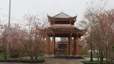 Khu vực Tháp Chuông là nơi Hoa Anh Đào nở đẹp nhất tại Măng Đen năm nay. Ảnh: Dư Toán/TTXVN.