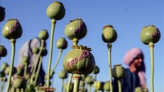 Afghanistan triệt phá 1.250 cơ sở rượu lậu và điều chế ma túy