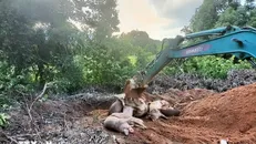 Quyết liệt, đồng bộ giải pháp kiểm soát bệnh dịch tả lợn châu Phi